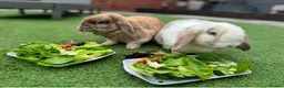 Dwarf Lop rabbits for sale: 2 friendly Neutered male dwarf lop rabbits  - Advert 2