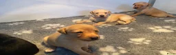 Labrador Retriever dogs for sale: KC REG Yellow/fox red and Black Labrador puppies  - Advert 8