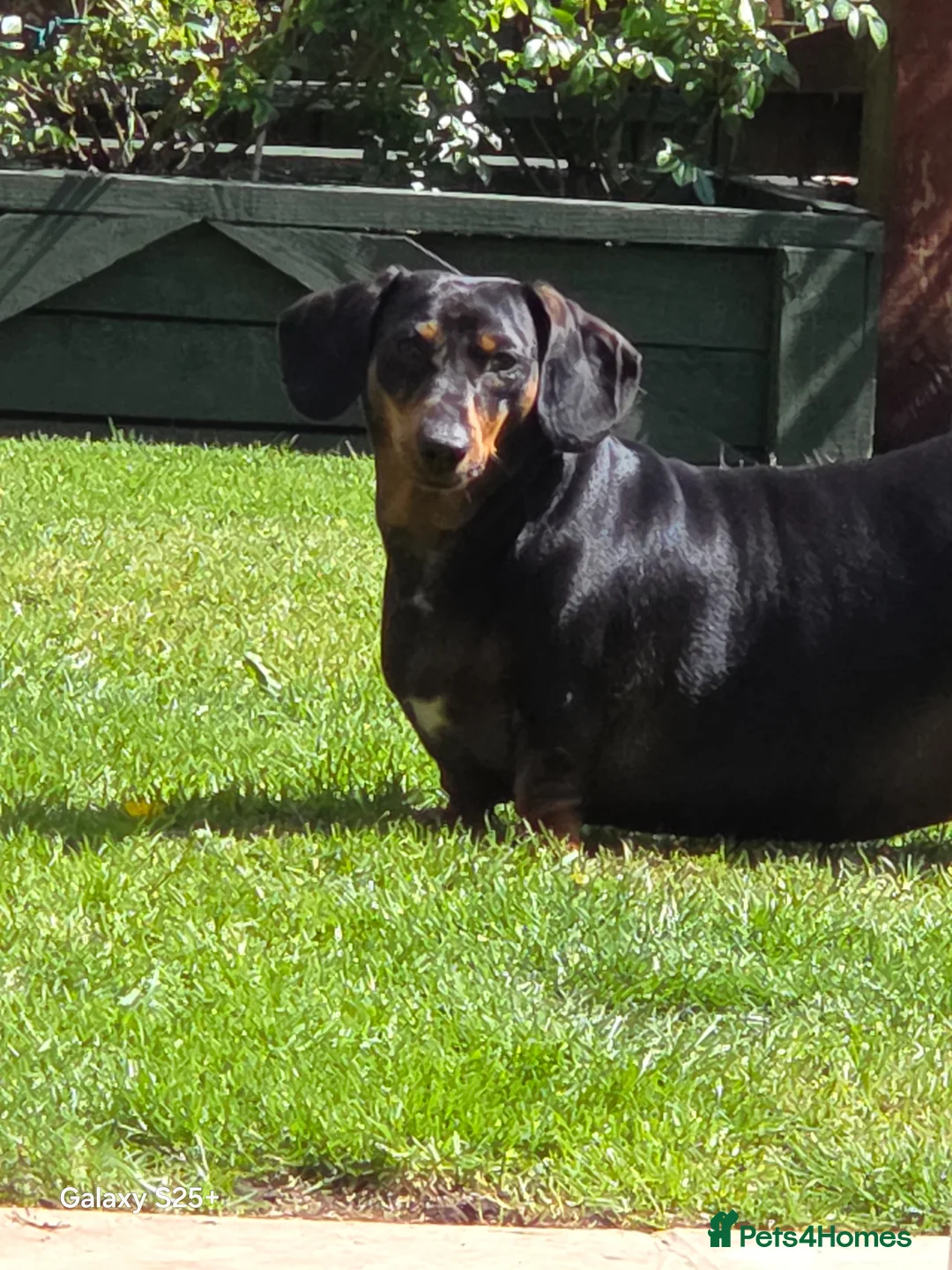 Deerhound dogs for sale: Beautiful luna - Advert 1