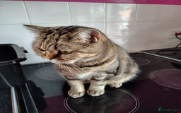 Mixed Breed cats for sale: Tabby girl - Image 3