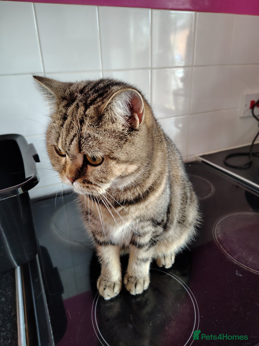 Mixed Breed cats for sale: Tabby girl - Image 3