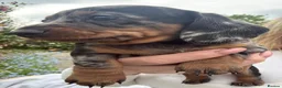 Miniature Dachshund dogs for sale: Minature Dachshund Pups - Advert 2