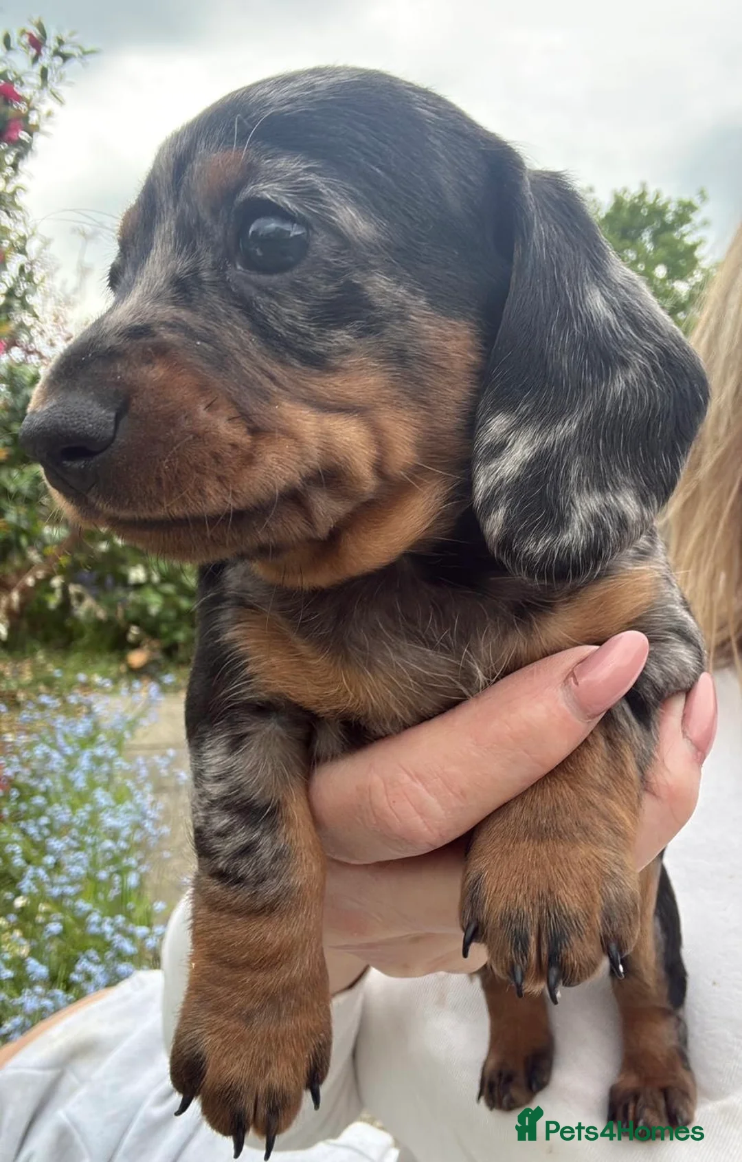 Miniature Dachshund dogs for sale: Minature Dachshund Pups - Advert 2