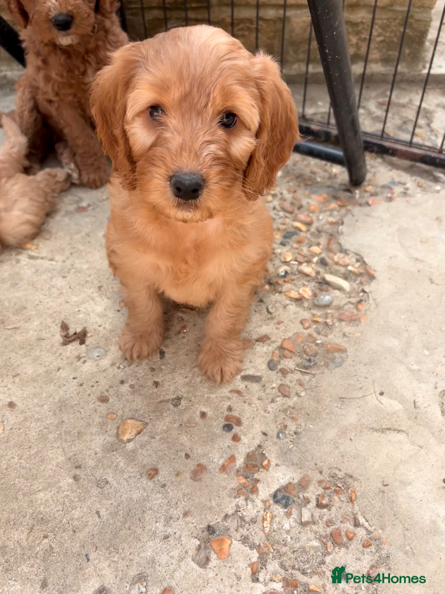 Cockapoo dogs ( Last 2 girls  left) Red F2b cockapoos  - Advert 2