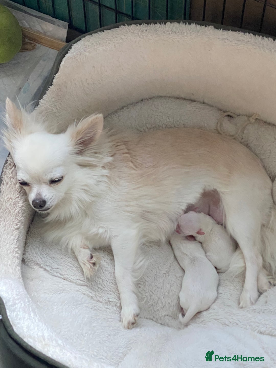Chihuahua dogs for sale: Two white Chihuahua puppies  - Image 8