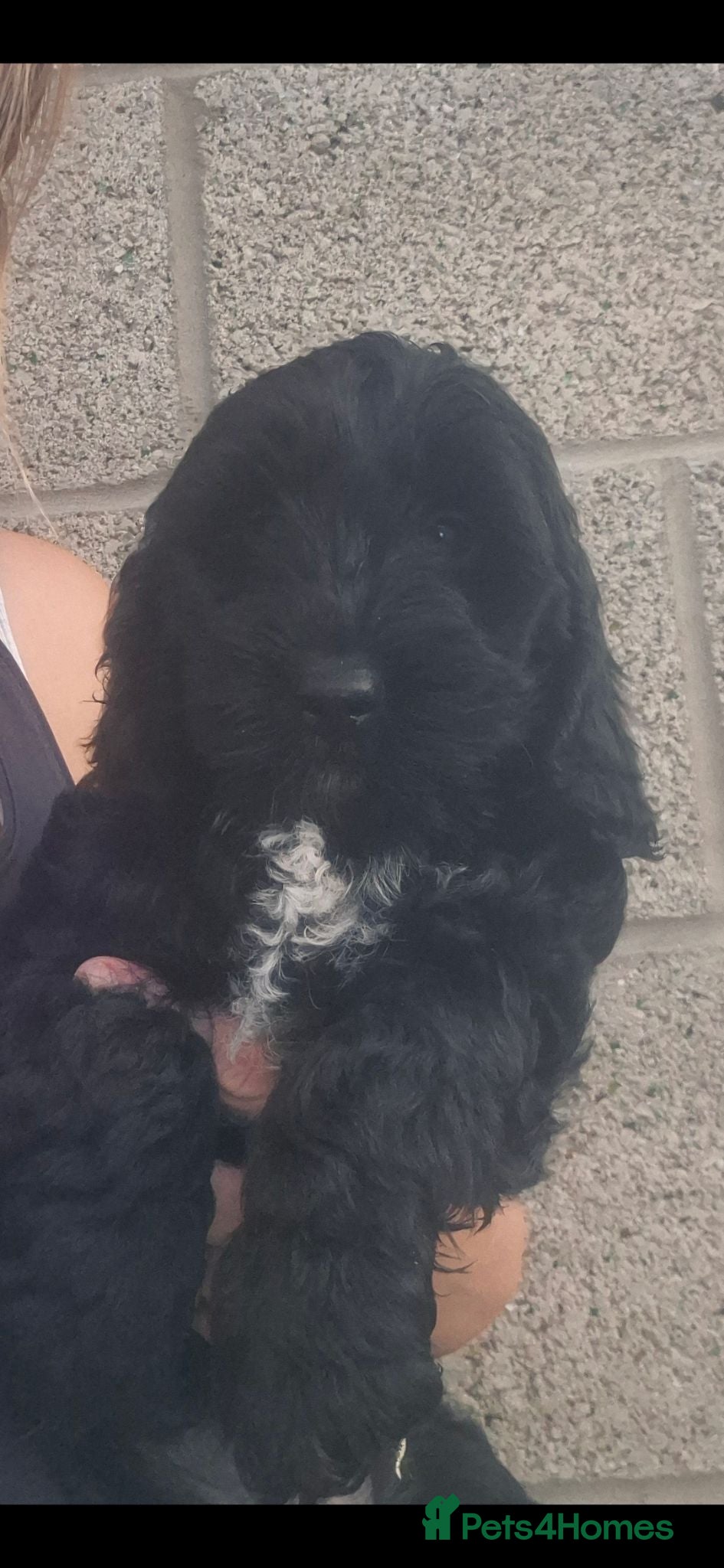 Cockapoo dogs ONE BOY REDUCED F1 SHOW extensively health tested  - Advert 5