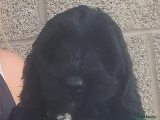 Cockapoo dogs ONE BOY REDUCED F1 SHOW extensively health tested - Advert 5