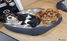 Cavalier King Charles Spaniel dogs for sale: 2 Cavalier king Charles puppies left - Image 38