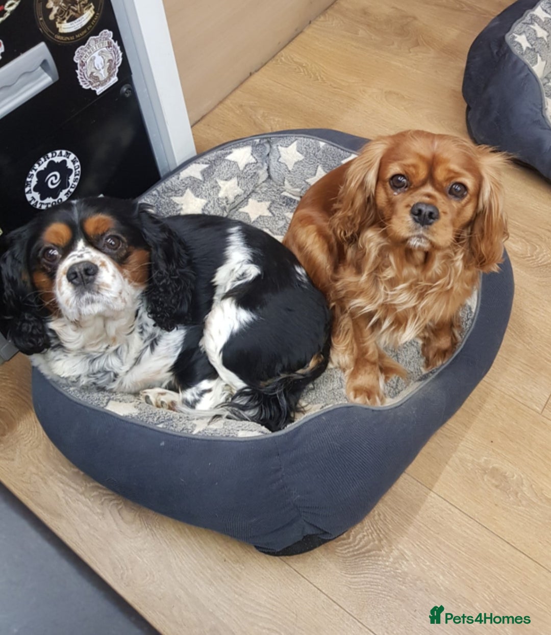 Cavalier King Charles Spaniel dogs for sale: 2 Cavalier king Charles puppies left - Image 38