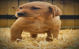 Labrador Retriever dogs for sale: Lovely litter of fox red and black Labrador pups - Image 2