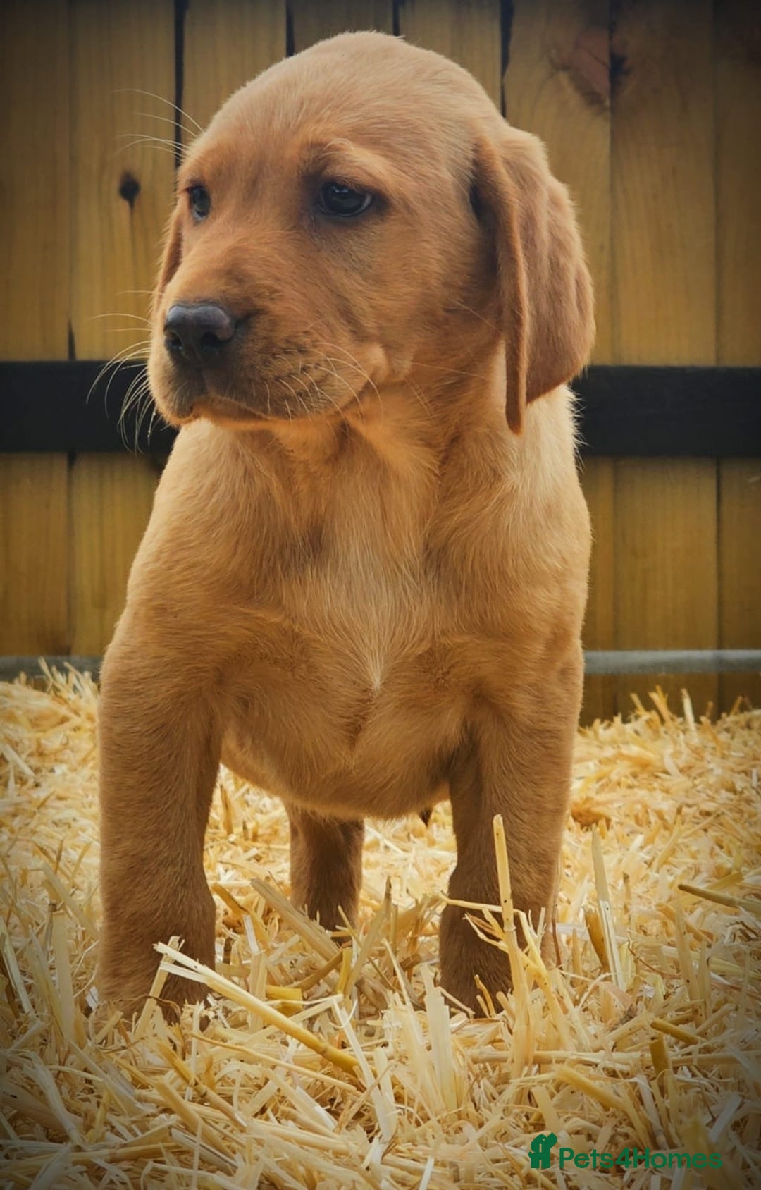 Labrador Retriever dogs for sale: Lovely litter of fox red and black Labrador pups - Image 2