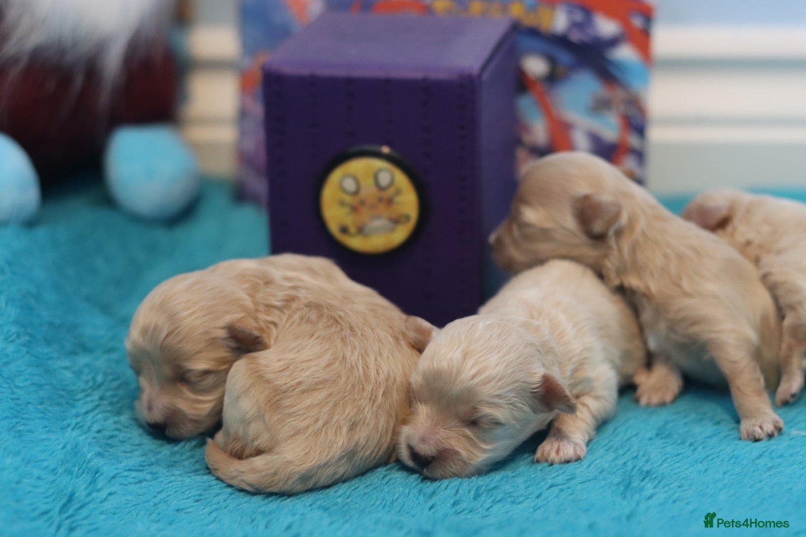 Maltipoo dogs for sale: 4 Apriciot F1 Maltipoo Puppies - Advert 1
