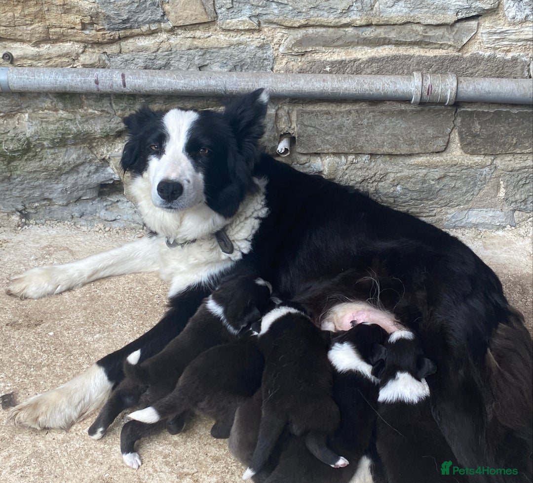 Border Collie dogs for sale: Border collie puppies 2 boys 2 girls  - Image 3