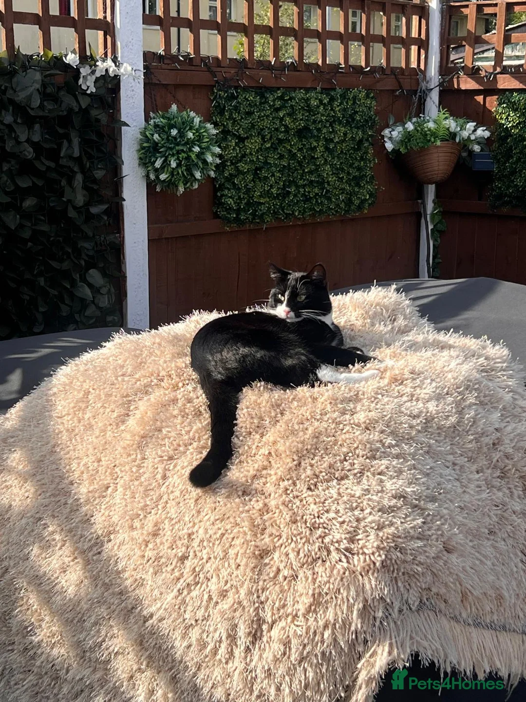 Domestic Shorthair cats for sale: 🐾 FREE TO A LOVING HOME 🐾 in Manchester - Advert 1