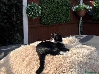 Domestic Shorthair cats 🐾 FREE TO A LOVING HOME 🐾 - Advert 7