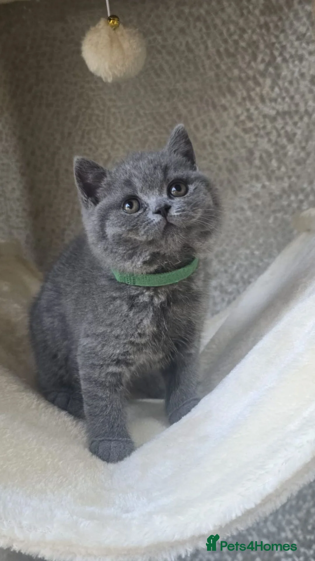 British Shorthair cats for sale: Gorgeous Adorable British Short Hair kittens in Bristol - Advert 2