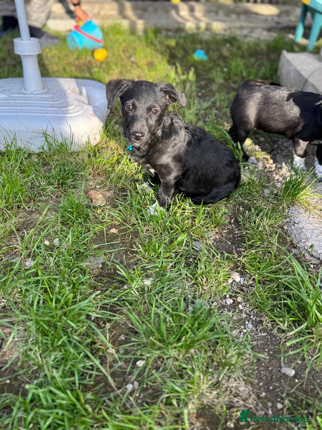 Mixed Breed dogs for adoption: FINN - a Lovely little puppy boy for a Loving Home - Image 11