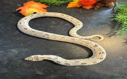 Snake reptiles for sale: Cb25 Hognose snakes AMAZING  - Image 15