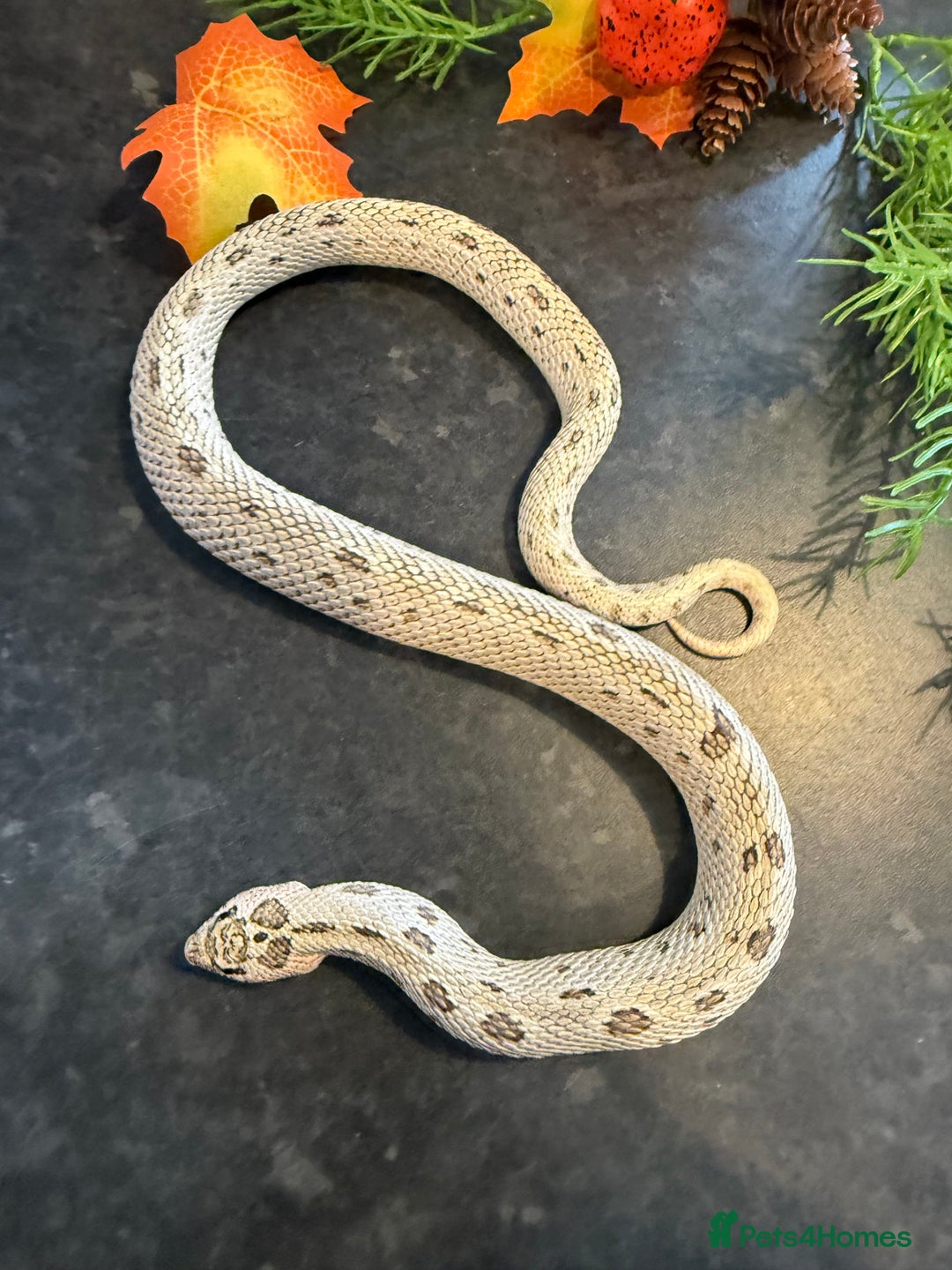 Snake reptiles for sale: Cb25 Hognose snakes AMAZING  - Image 15