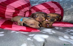 Dachshund dogs for sale: Dachshund puppies  - Image 14