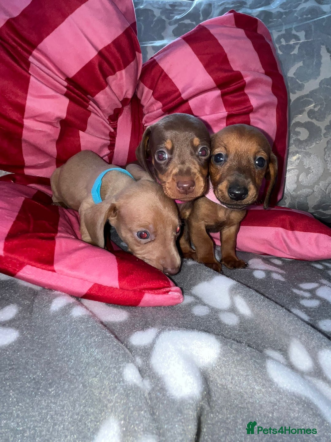 Dachshund dogs for sale: Dachshund puppies  - Image 14