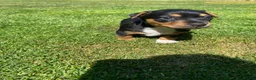 Jack Russell dogs for sale: Female - Advert 5