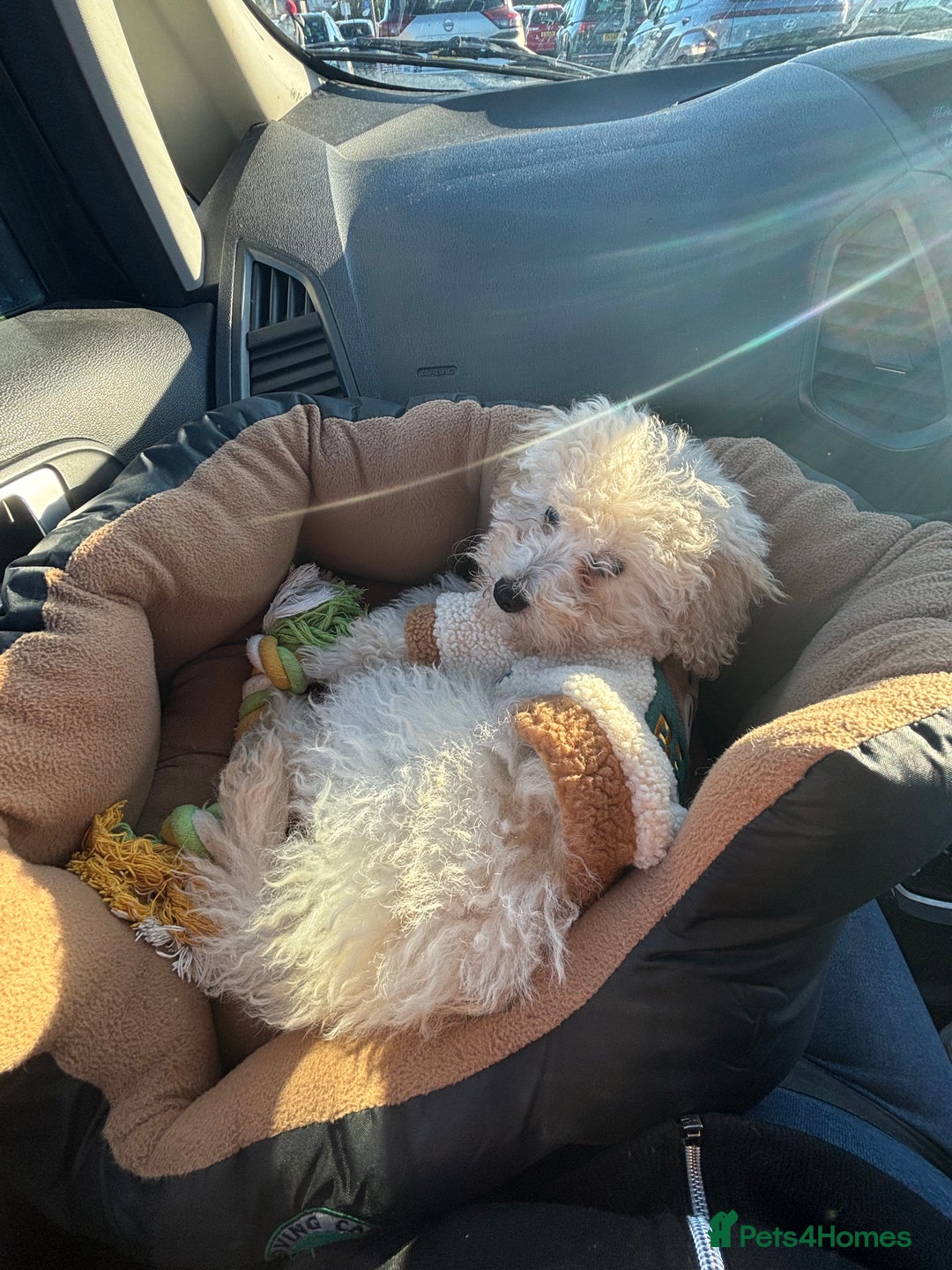 Toy Poodle dogs for sale: Toy poodle  - Advert 4