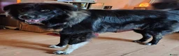 Caucasian Shepherd Dog dogs for sale: ***FERN RESCUE* 1 YR OLD CAUCASIAN SHEPARD in Glasgow - Advert 5