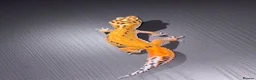 Leopard Gecko reptiles for sale: Tangerine Leopard Geckos  in Rochester - Advert 3
