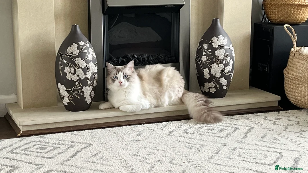 Ragdoll cats for stud: Bicolour Ragdoll Male for Stud in Mansfield - Advert 3
