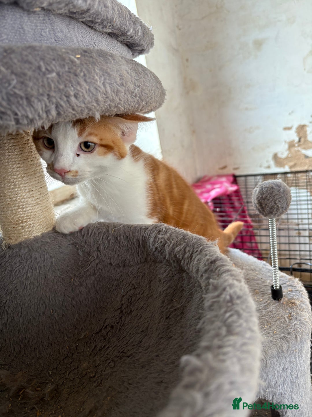 Mixed Breed cats for sale: 2 kittens Ready now! - Image 4