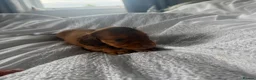 Miniature Dachshund dogs for sale: Outstanding litter of miniature sausage dogs  - Advert 5