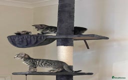 Bengal cats for sale: 4 Bengal cross kittens - Image 4