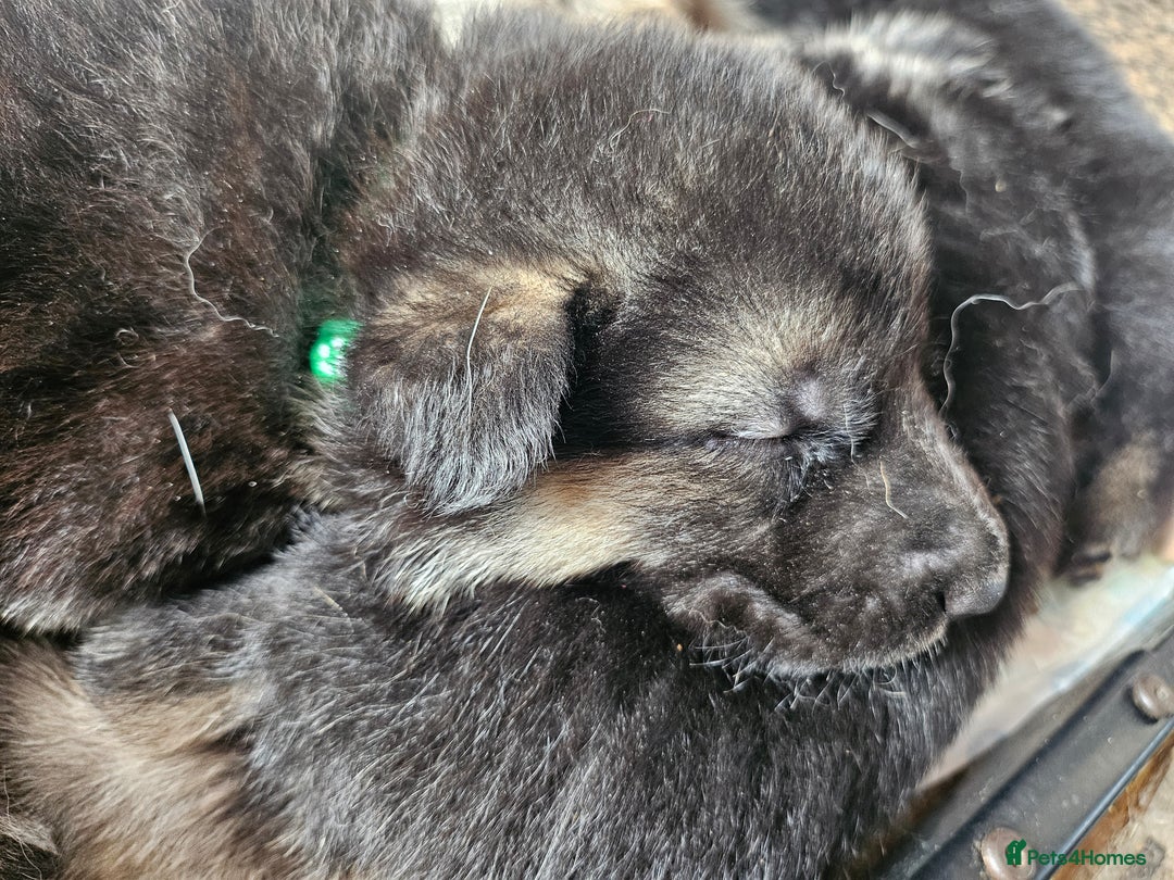 German Shepherd dogs for sale: 8 Beautiful fluffy German Shepherd pups  - Image 15