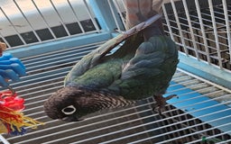 Conures birds for sale: Tame Male & Female Pineapple Conures - Image 4