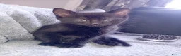 Mixed Breed cats for sale: 10 week old kittens looking for forever homes  in Newport - Advert 8