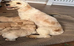 Cockapoo dogs for sale: Stunning lemon and white f1b babies  - Image 10