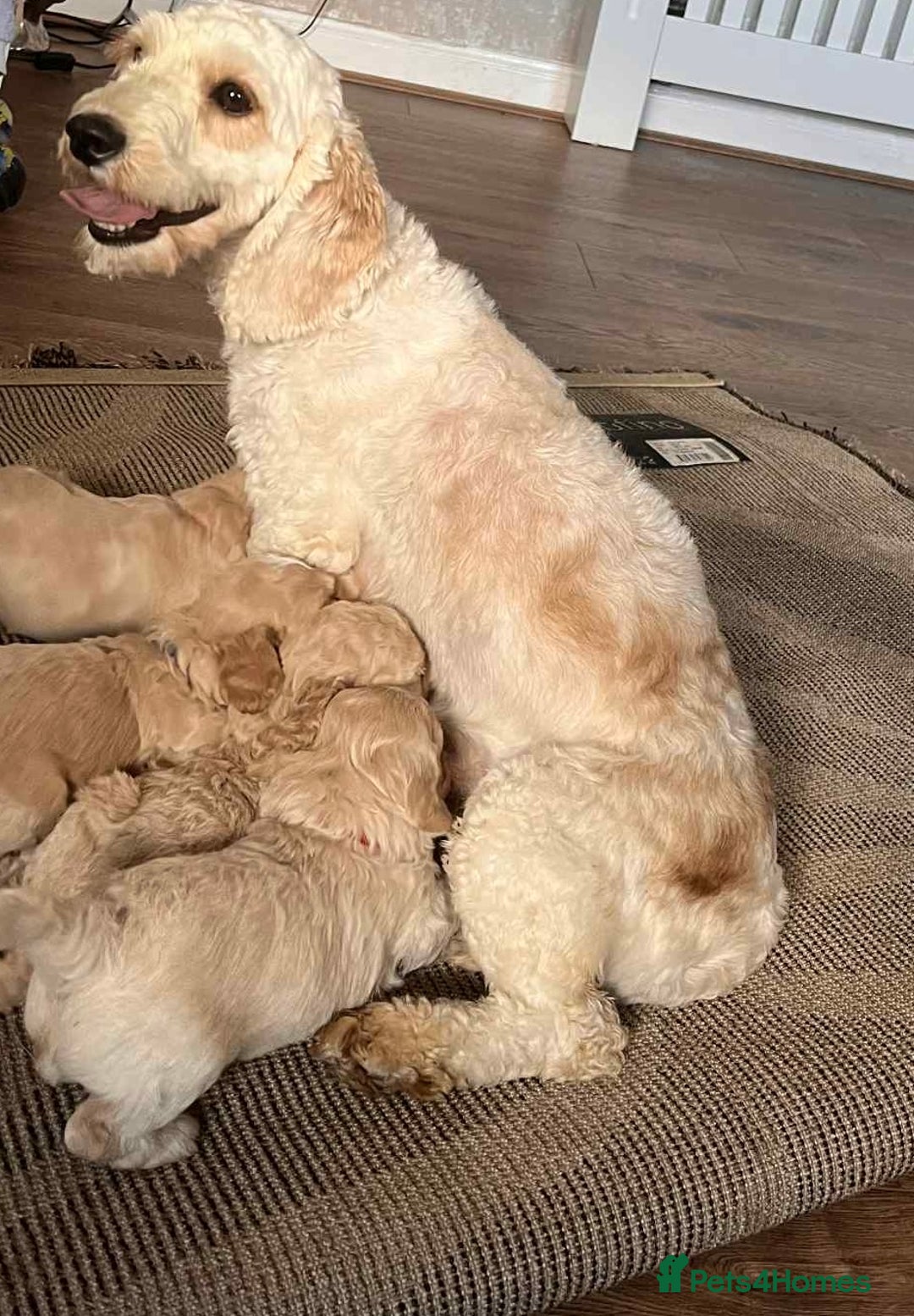Cockapoo dogs for sale: Stunning lemon and white f1b babies  - Image 10