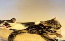 British Shorthair cats for sale: • Adorable Kittens Ready to Melt Your Heart - Advert 4