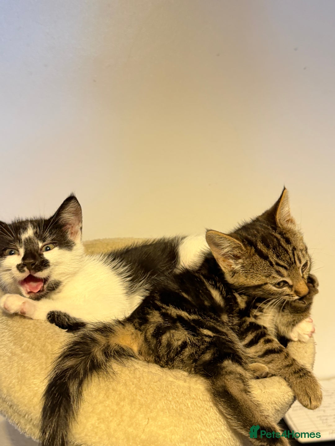 British Shorthair cats for sale: • Adorable Kittens Ready to Melt Your Heart - Advert 4