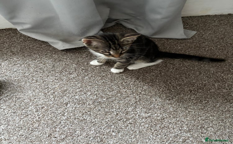 British Shorthair cats - Advert 1