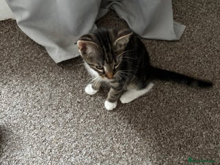 British Shorthair cats - Advert 35