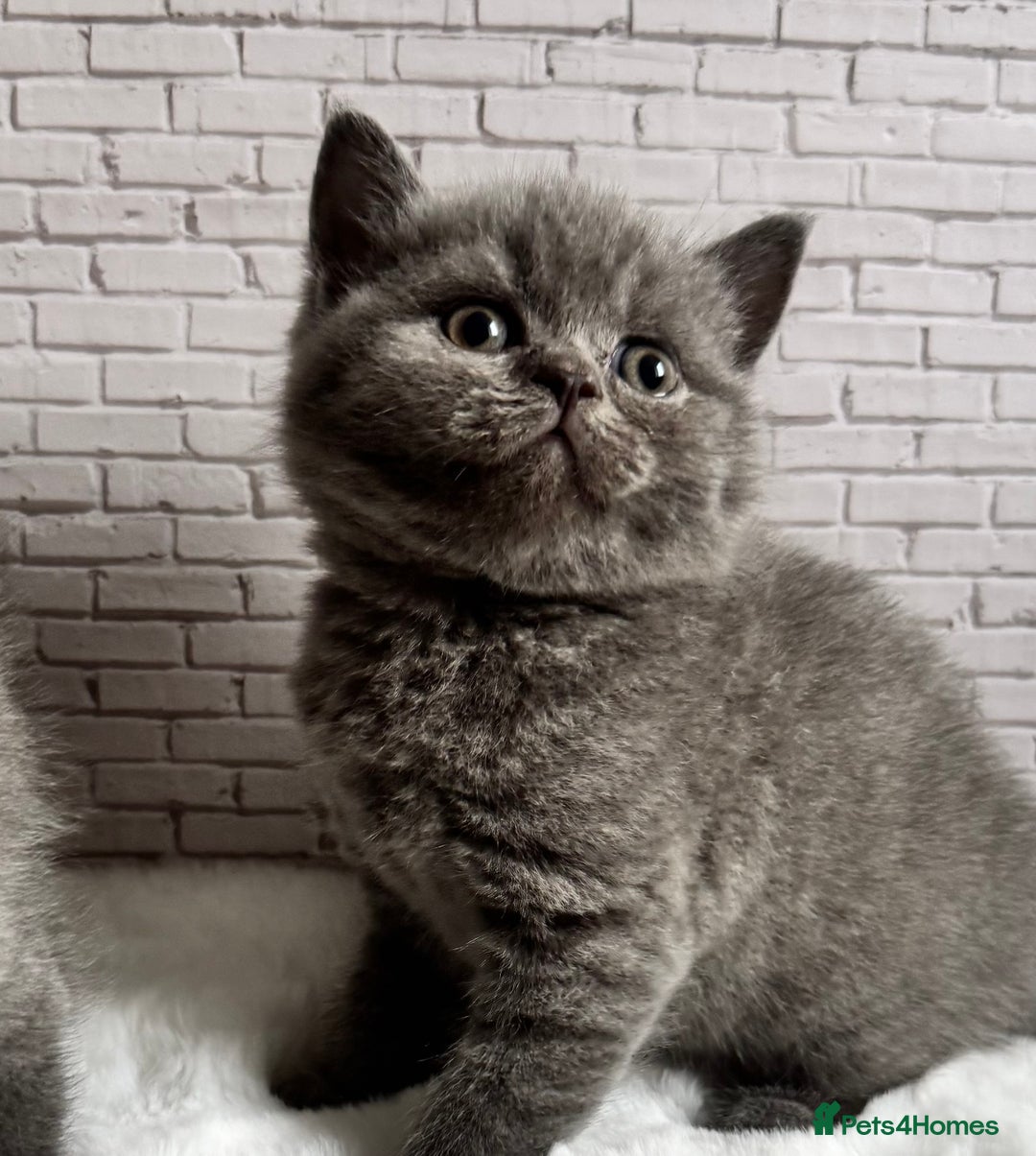British Shorthair cats for sale: British Shorthair Kittens - Advert 1
