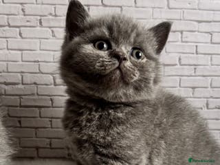 British Shorthair cats British Shorthair Kittens - Advert 1