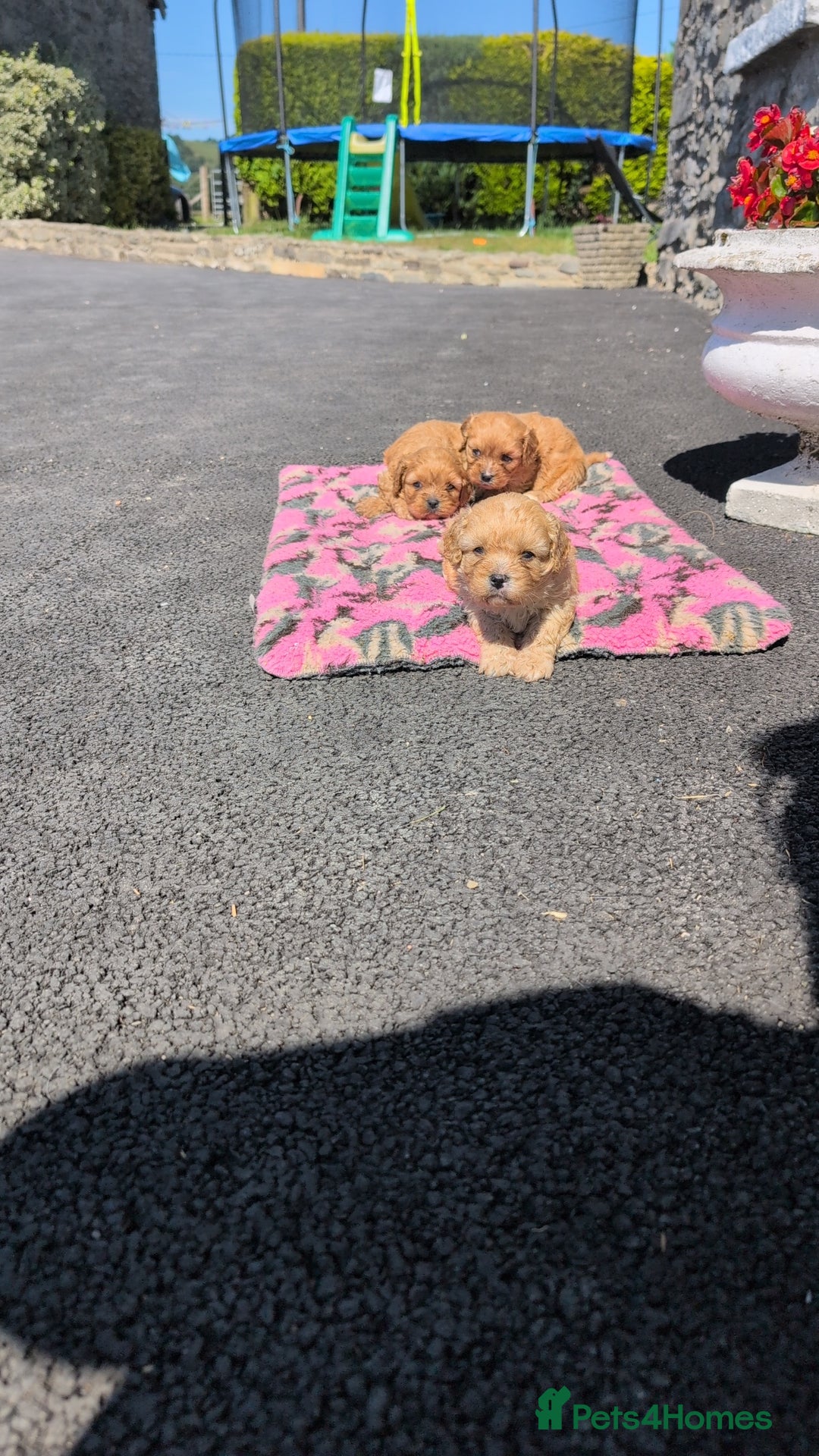 Cavachon dogs for sale: 2 Gorgeous Cavachons left🩷🩷 - Image 4