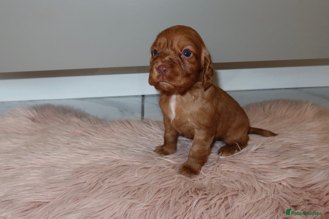 Cocker Spaniel dogs for sale: Gorgeous KC cocker spaniel puppies  - Advert 30