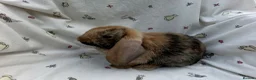 Dwarf Lop rabbits for sale: Beautiful Dwarf Lop Bunnies - Advert 13