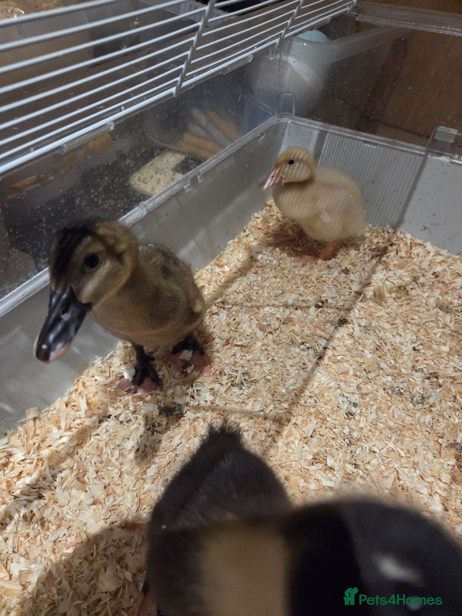 Ducks poultry for sale: Gorgeous unsexed ducklings - Advert 3