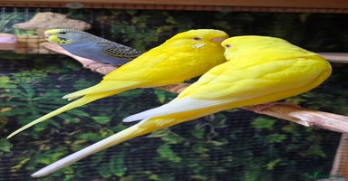 Budgerigars birds - Advert 16