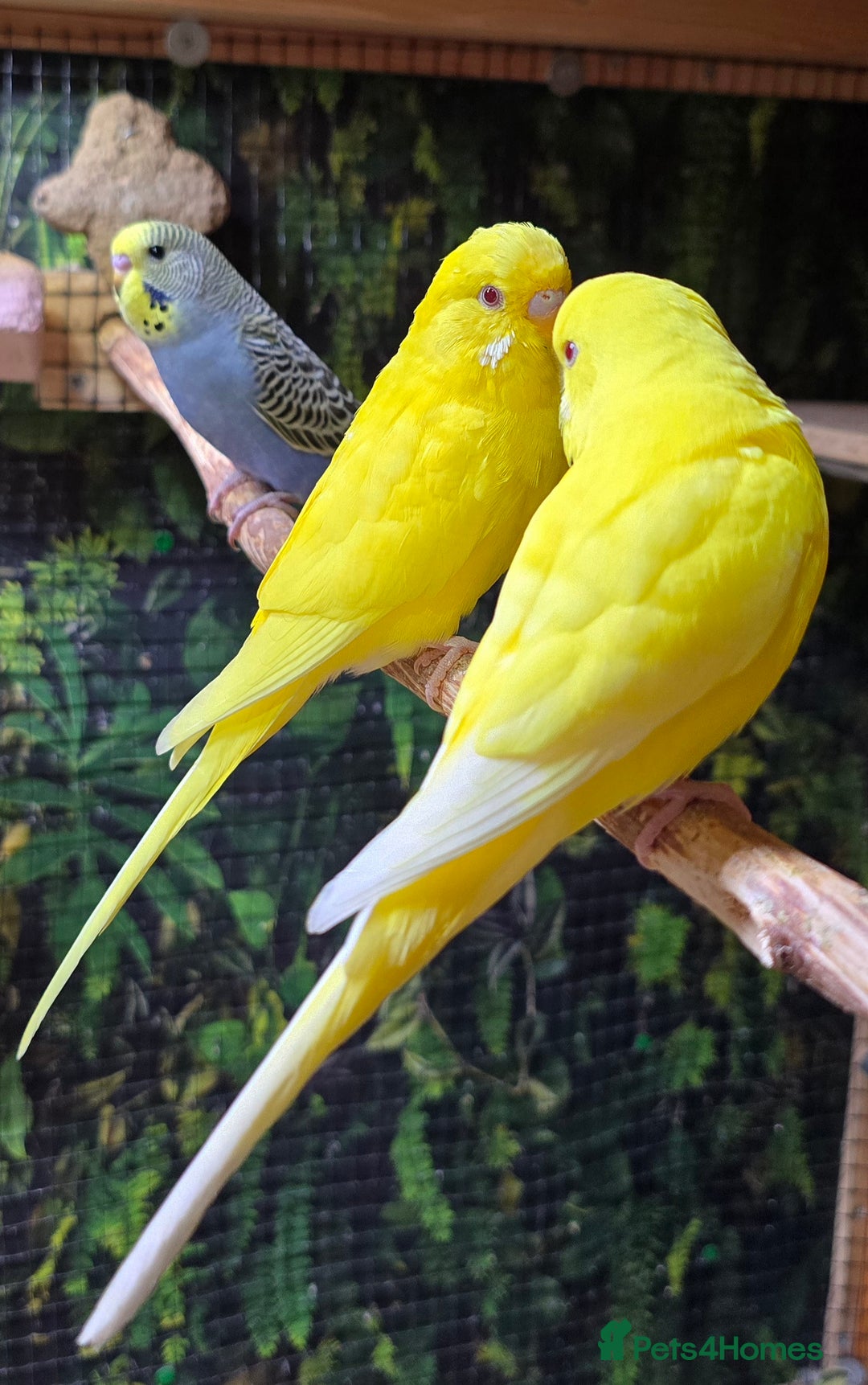 Budgerigars birds for sale: Yellow Lutino budgies. - Image 3